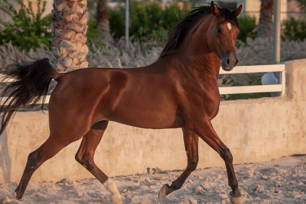 bay arabian horse trotting