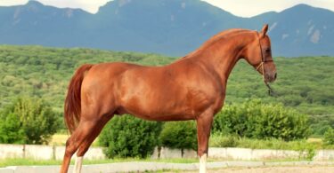 chestnut arabian horse with mountain backdrop