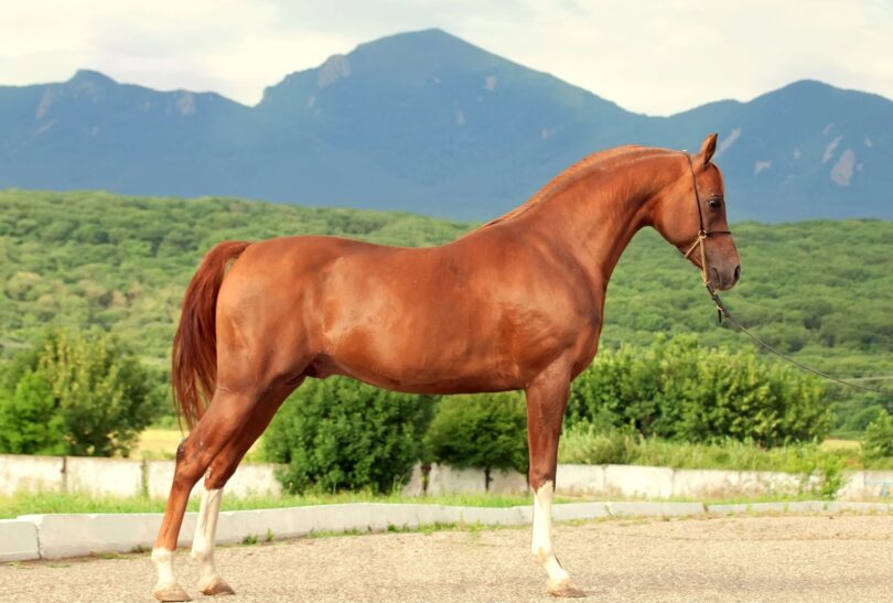 chestnut arabian horse with mountain backdrop
