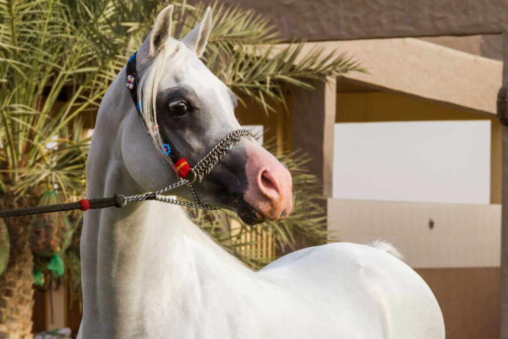 gray Arabian horse in traditional halter