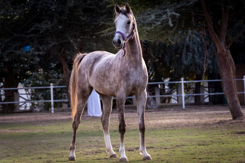 dapple gray arabian horse