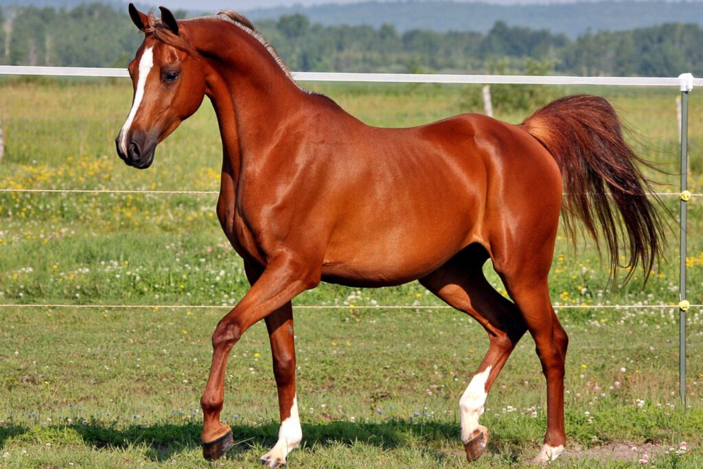 chestnut arabian horse with stripe and two socks