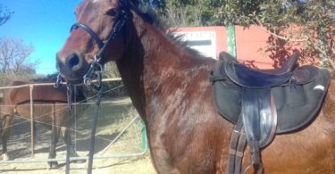 Leon Liversage saddle