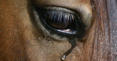 losing your horse