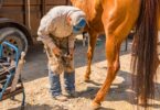 man trimming horse hoof