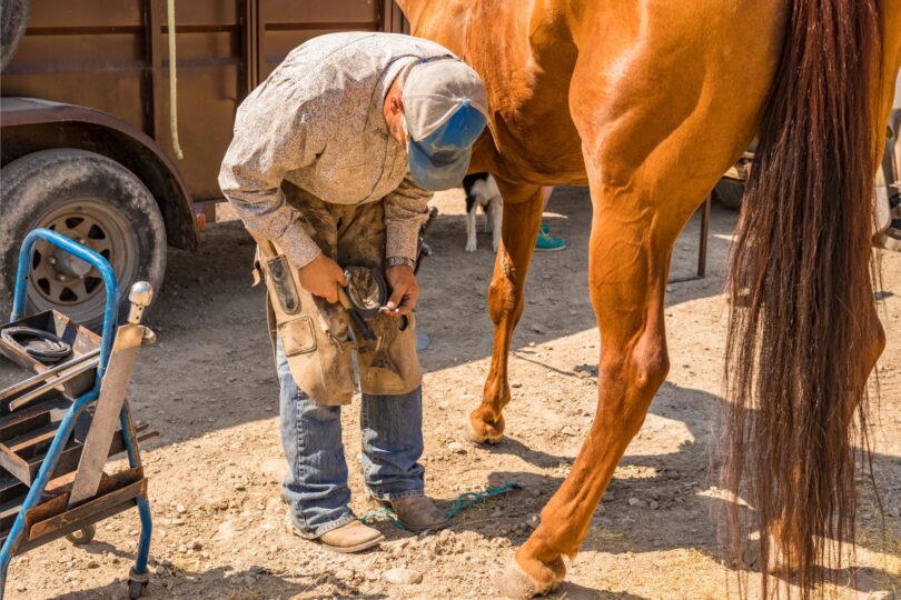 man trimming horse hoof