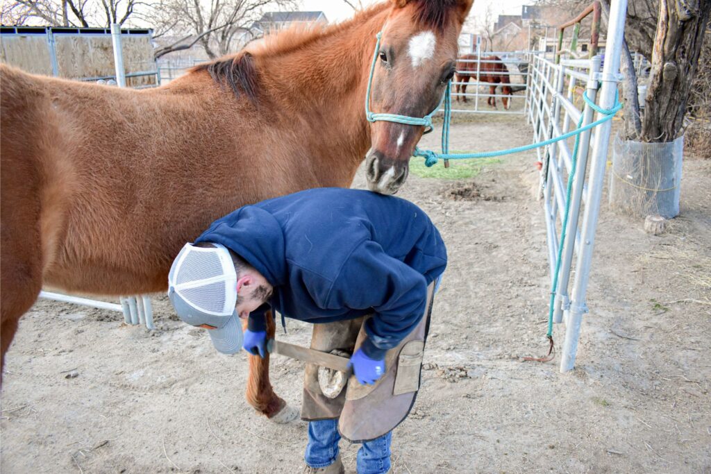 horse sniffing farrier