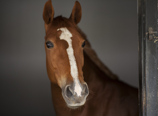 chestnut horse with stripe