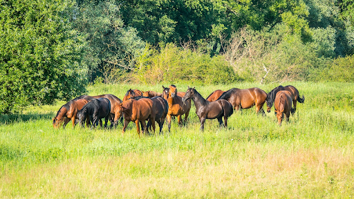 herd of horses in green field