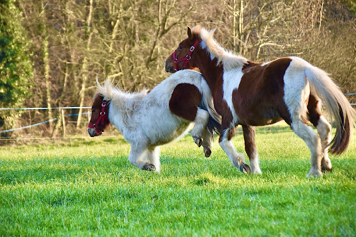 pinto pony kicking pinto horse