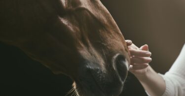 Human hand touching horse nose