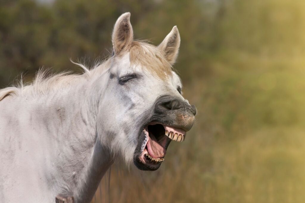 gray horse yawning