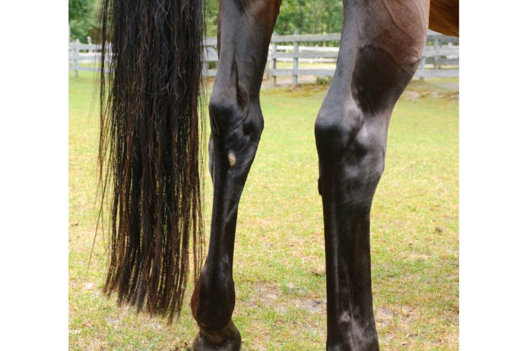 horse back legs and tail