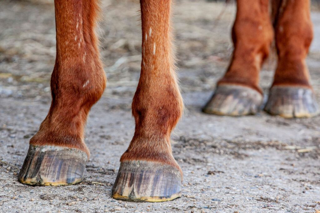 horse legs with chipped hooves