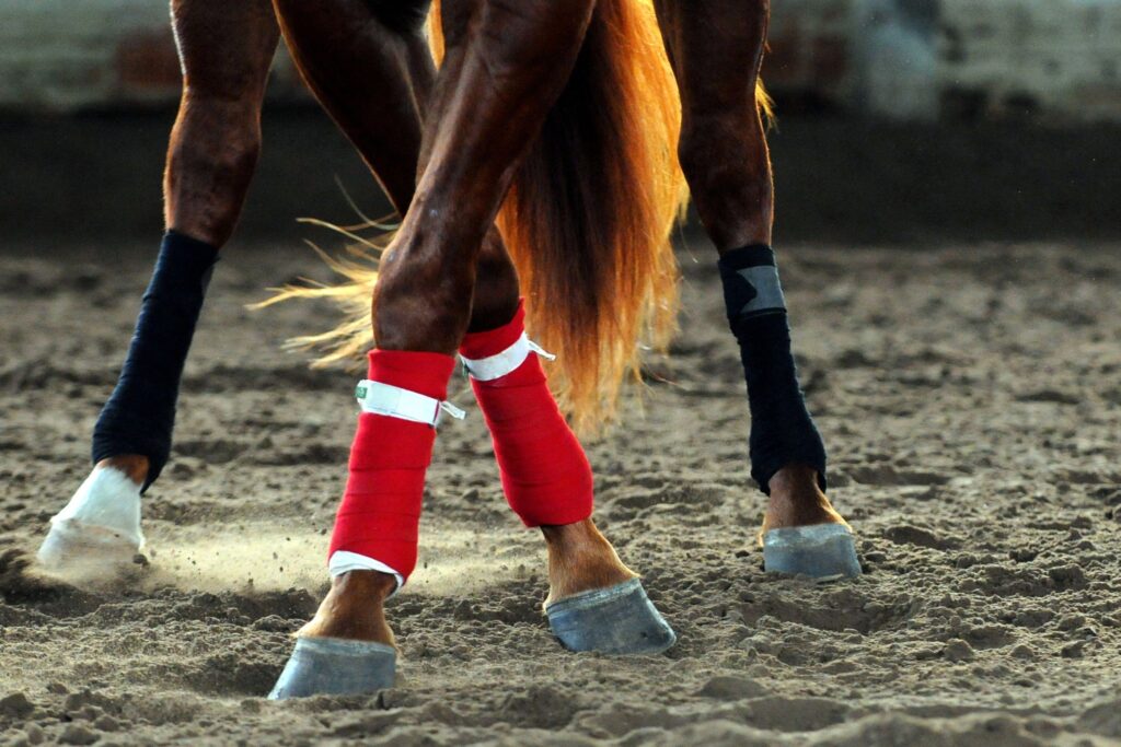 horse legs with polo wraps