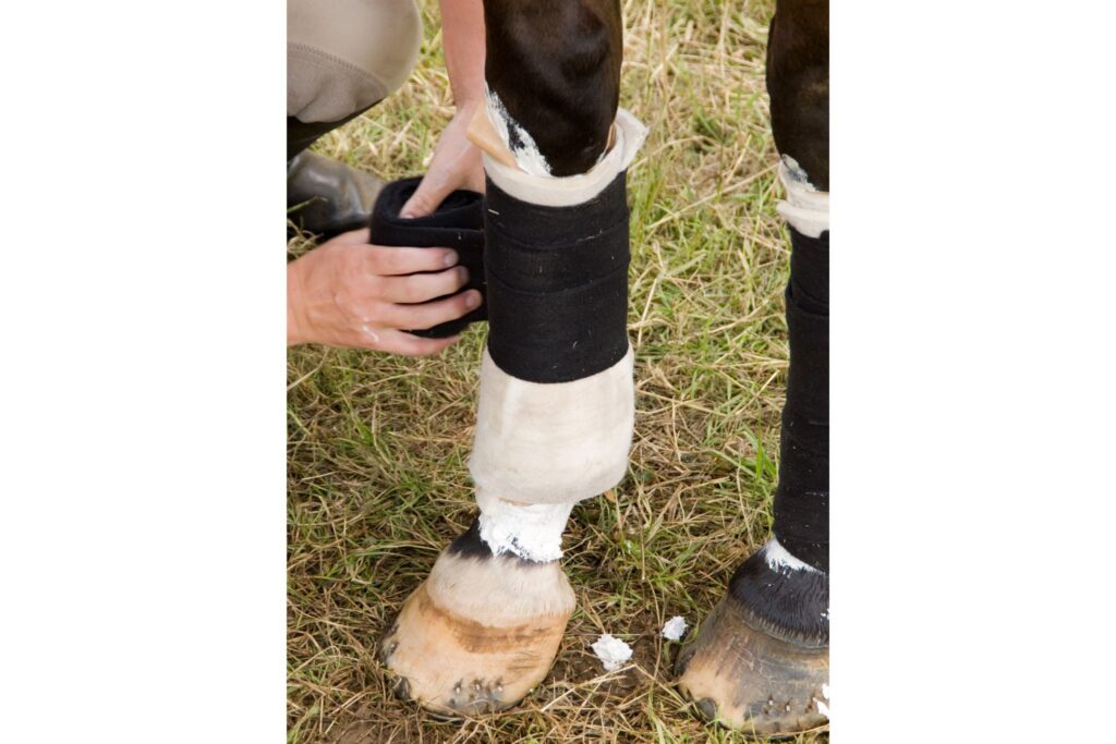 horse with front leg wraps and poultice
