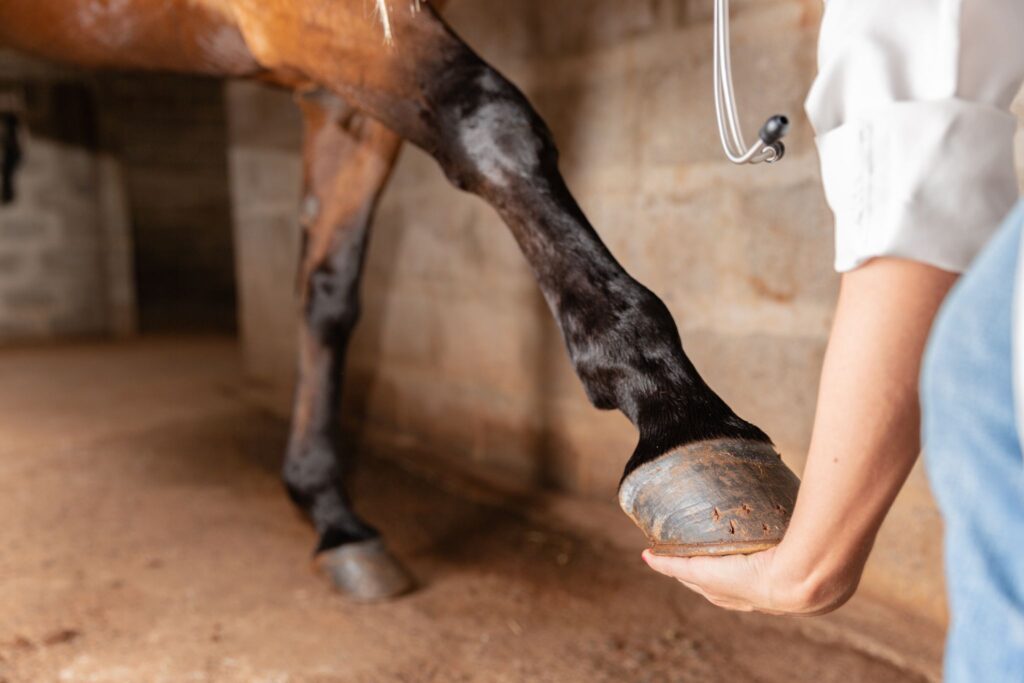 vet stretching out horses front leg