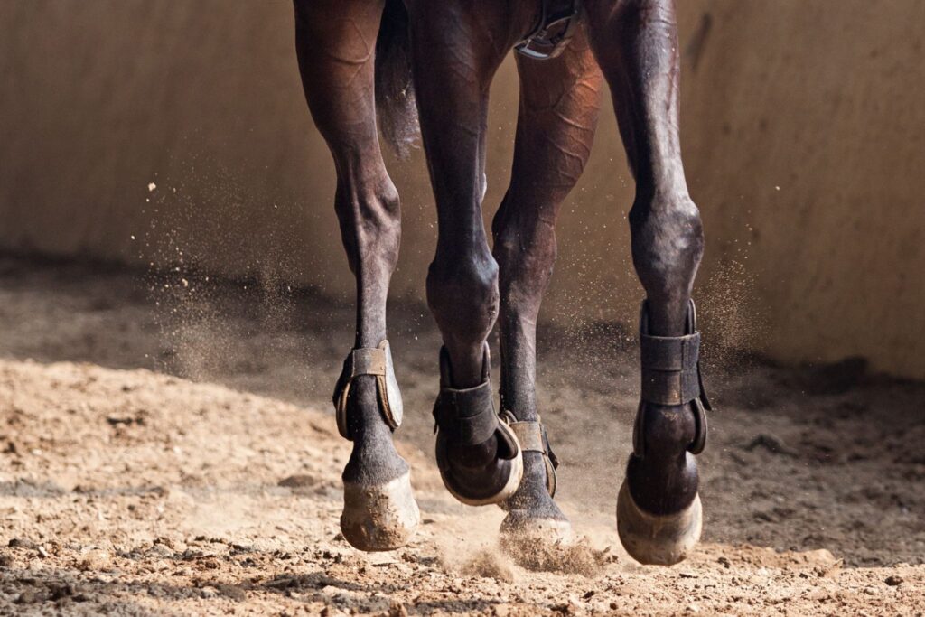 horse legs cantering