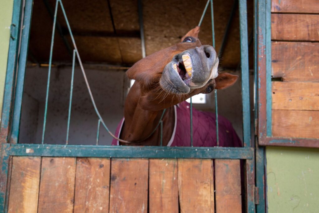 horse making funny face