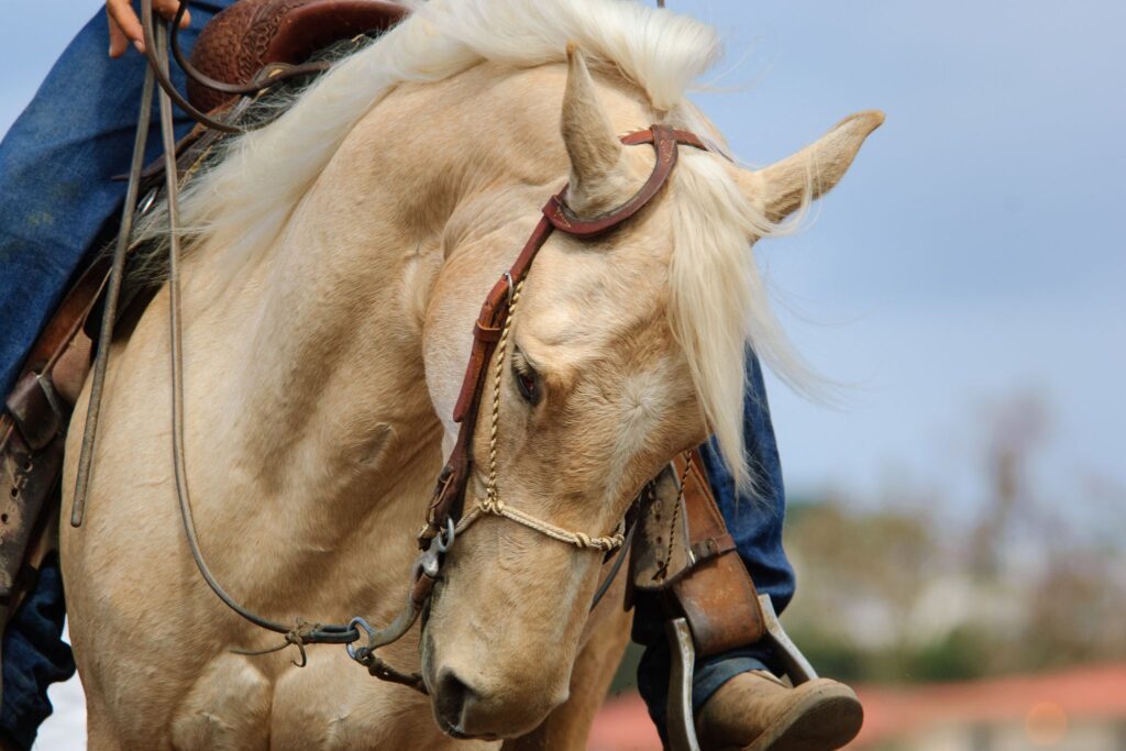 palomino horse being ridden western