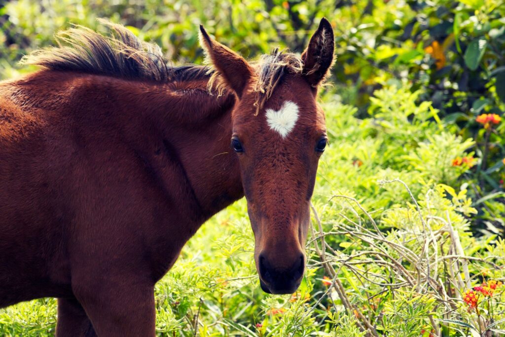 foal with heart shaped star