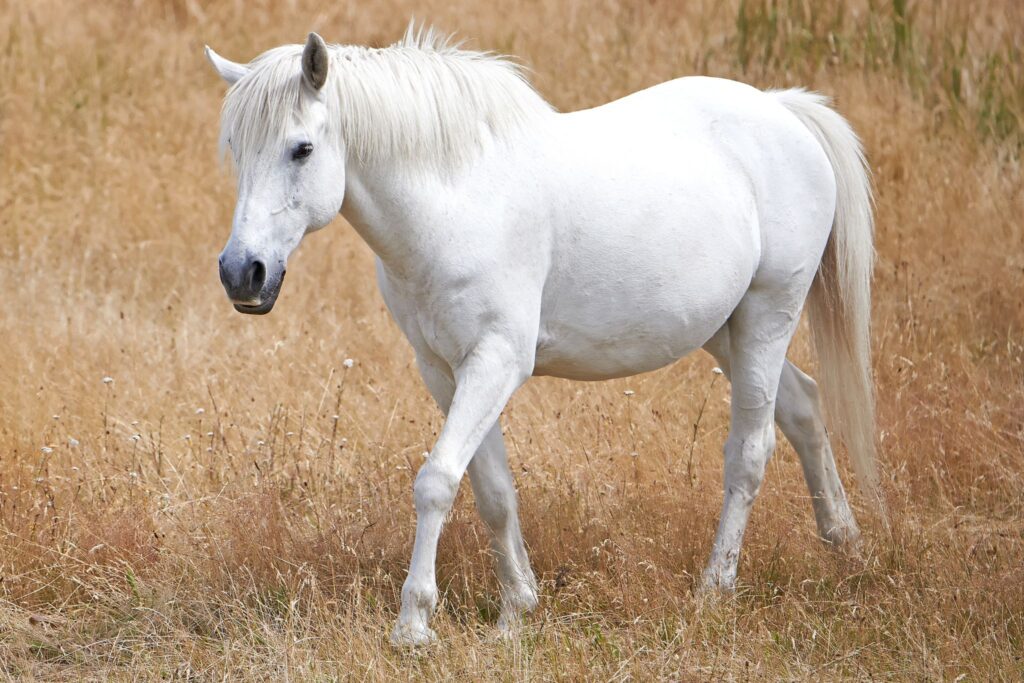gray pony