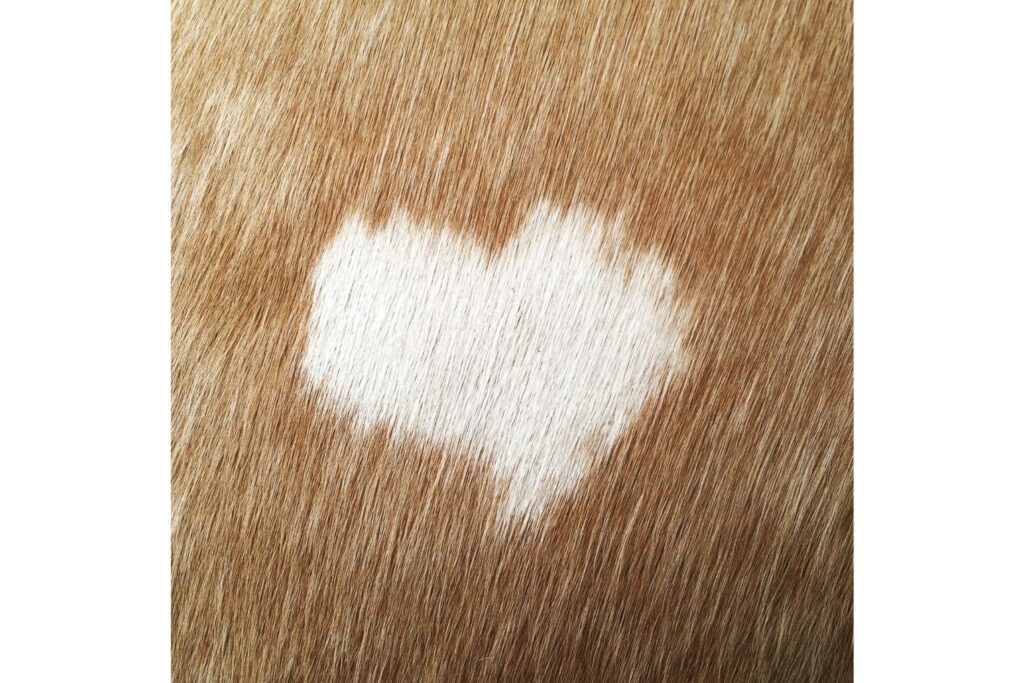 heart shaped white spot on horse