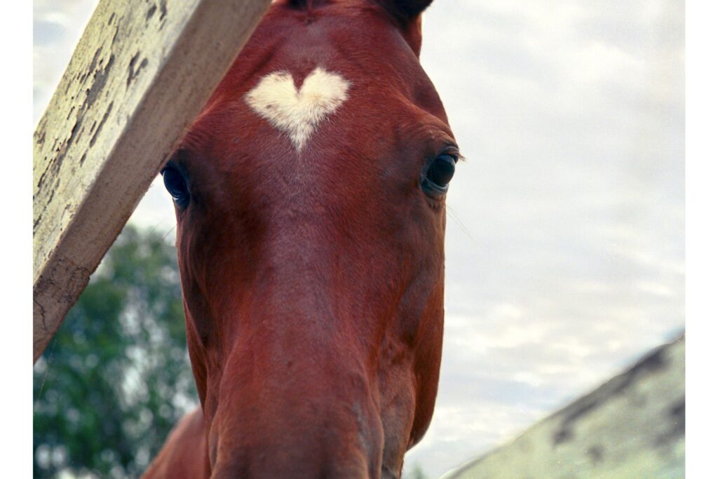 horse with heart shaped star