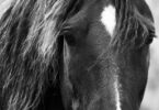 horse face sepia tone