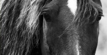 horse face sepia tone