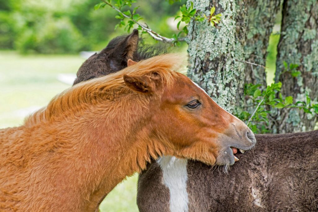 horses grooming each other