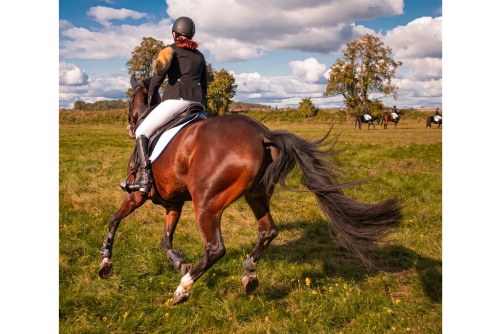 eventing horse in field