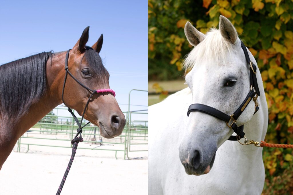 Rope vs. Leather halter on two different horses