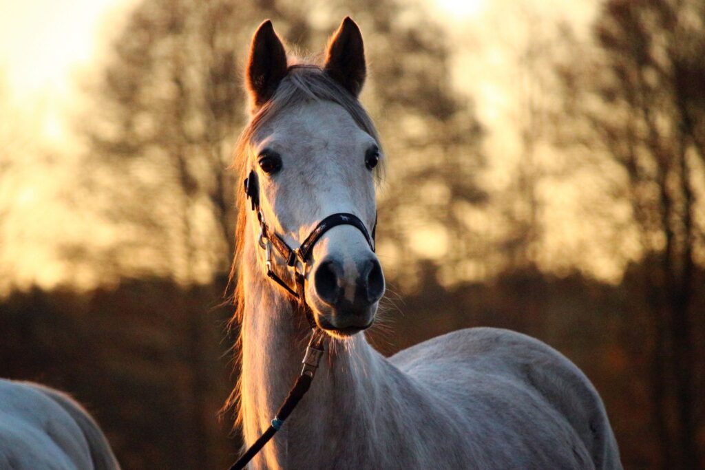 gray arabian horse at sunset