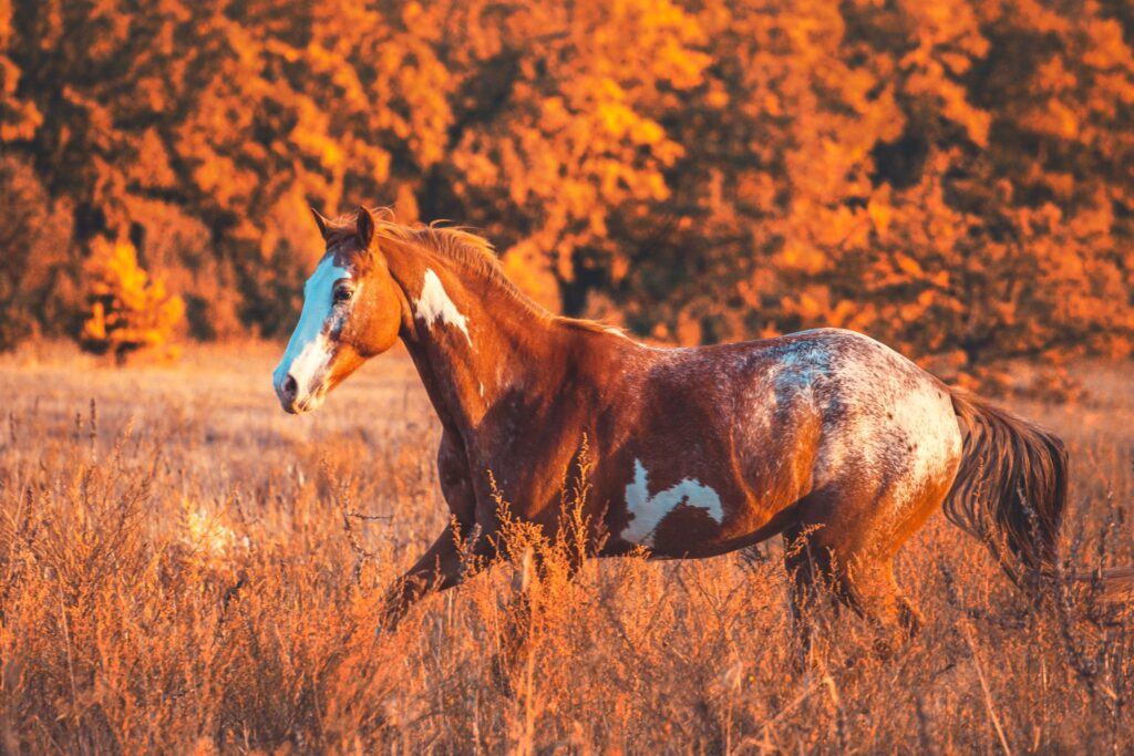paint horse cantering in field with fall colors
