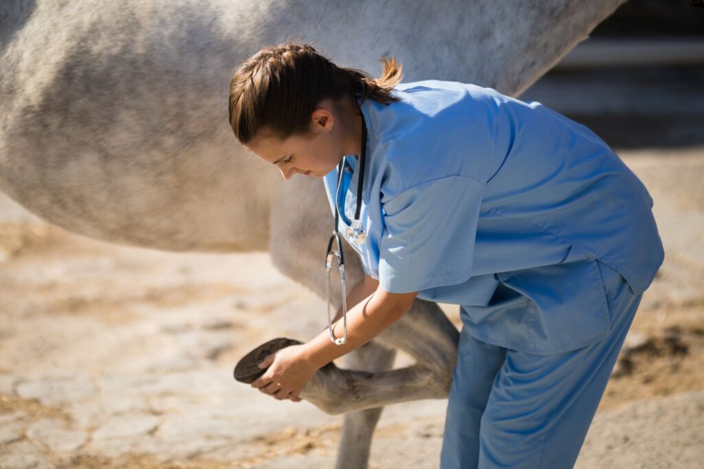 vet examining horse's hoof
