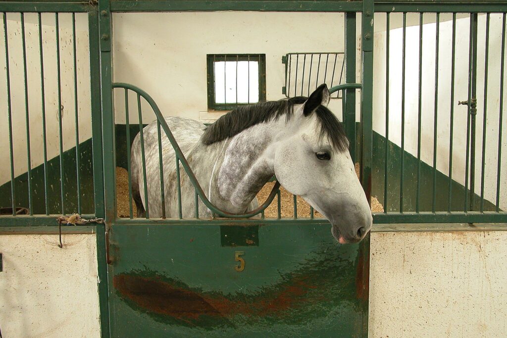 dapple gray horse in stall