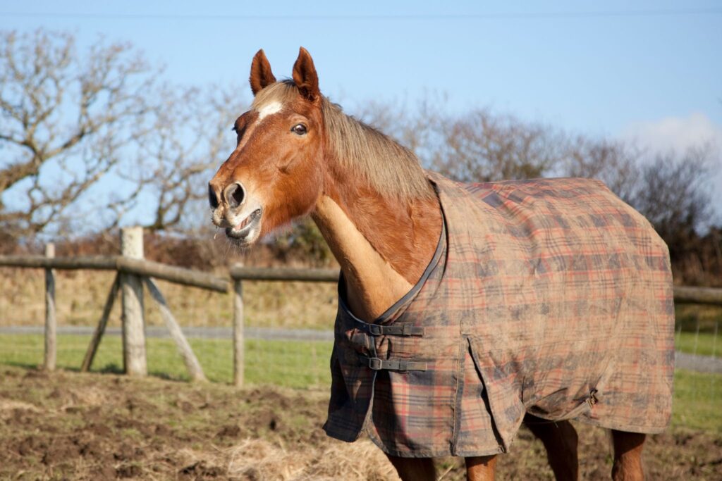 horse neighing wearing a blanket