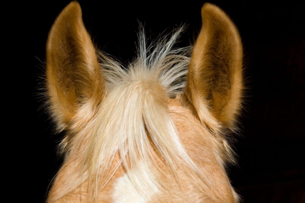 close up of palomino ears