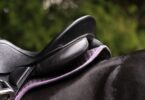 black saddle on horse