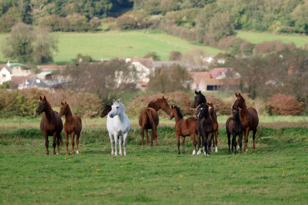 herd of horses looking at something out of the frame