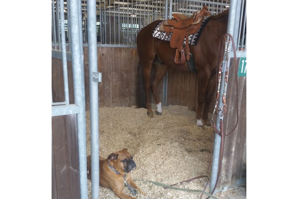 horse in western show tack in stall with dog