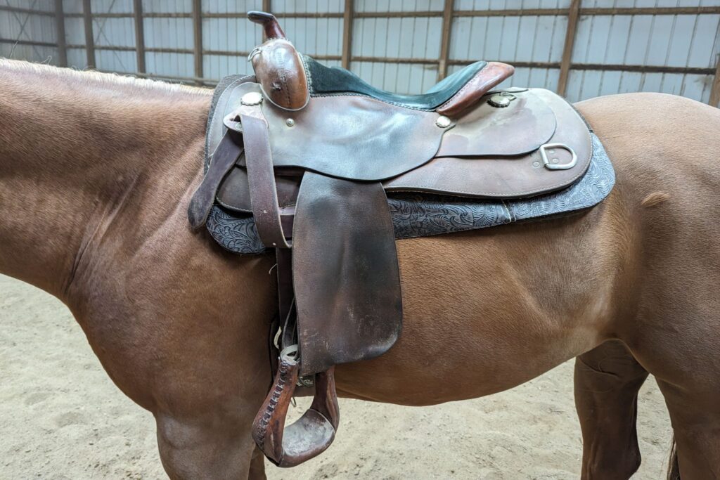 western saddle with saddle pad on horse
