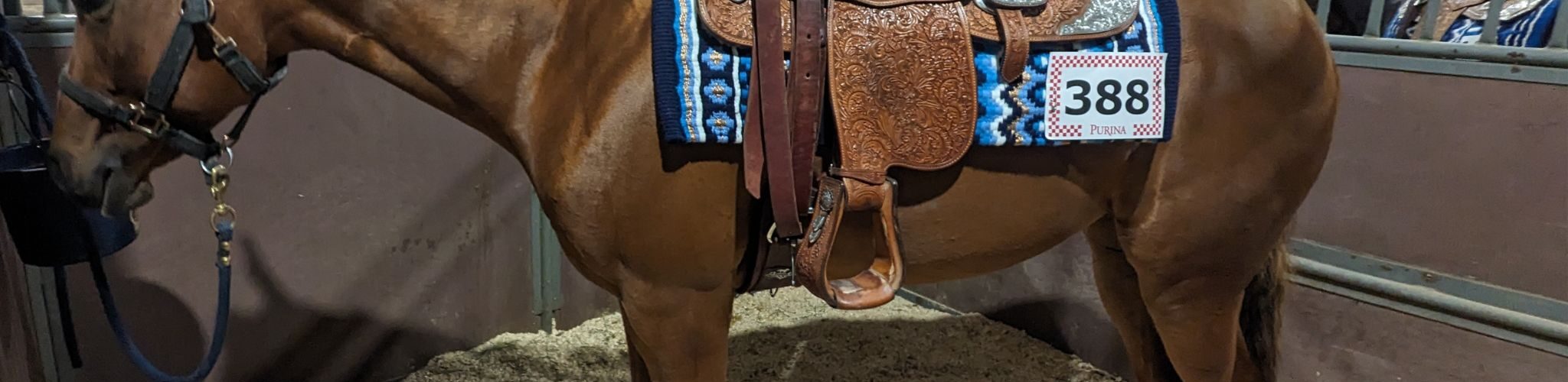 horse in stall with western show tack