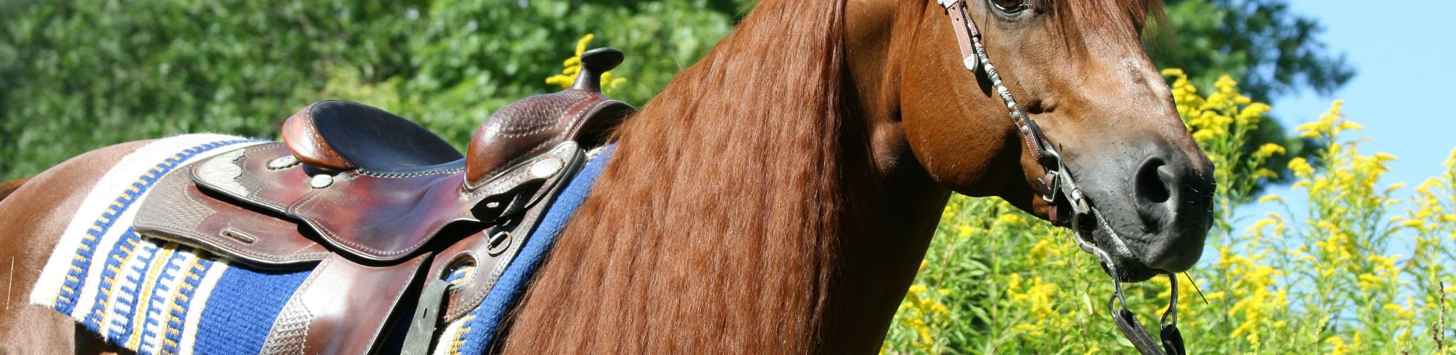 chestnut horse in western tack