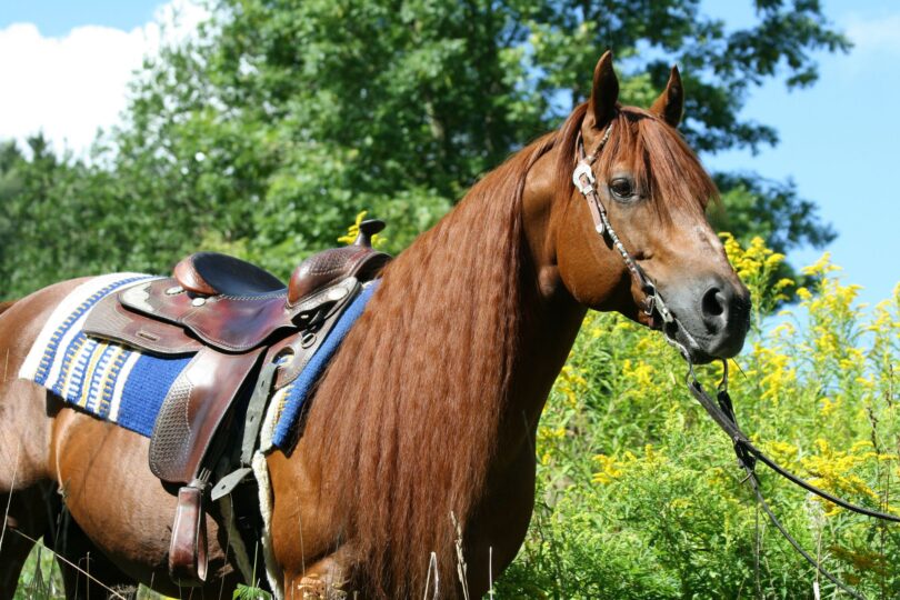 chestnut horse in western tack