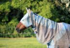 horse with fly and uv protection