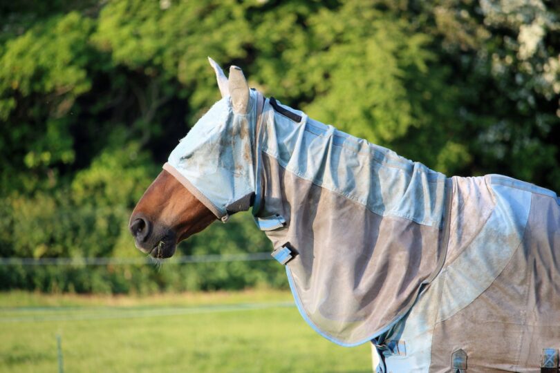 horse with fly and uv protection