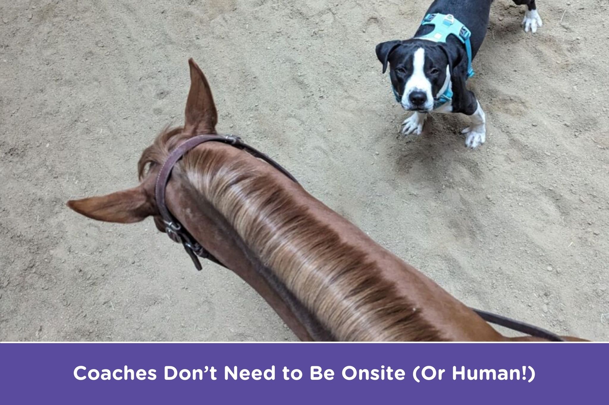 How to Get the Most Out of Virtual Horse Riding Lessons - Horse Rookie