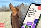 virtual horse riding lessons